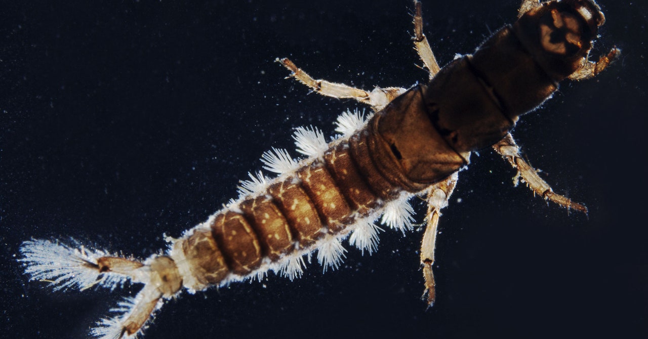 Caddis fly larvae are now building shelters out of microplastics