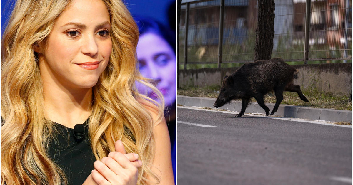 Shakira was attacked by a pair of wild boars in Barcelona